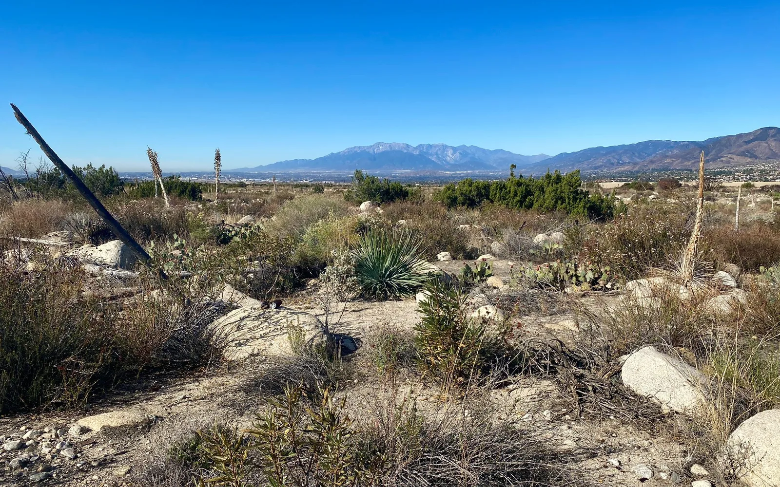 Desert landscape with scattered shrubs and mountains in the distance
