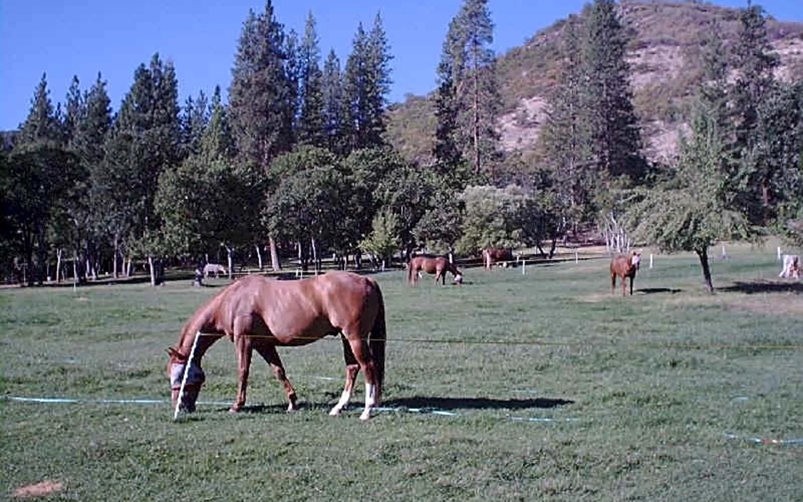 Horses standing at a ranch fence in a rural California setting